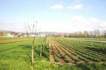 Agroleśnictwo w teorii i w praktyce - zapraszamy na wyjazd szkoleniowy dla rolników i doradców rolnych z Małopolski