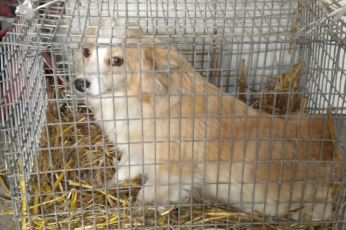 Szukamy właściciela psa i osób chętnych do zaadoptowania szczeniąt