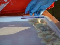 Święto Suszonej Śliwki 2019